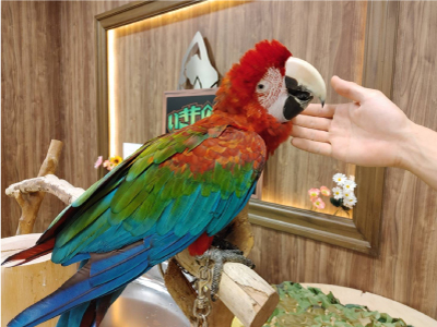 店舗の色鮮やかなコンゴウインコ